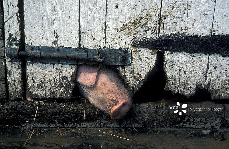家猪（Sus scrofa domestica），鼻子从猪圈门的洞里伸出来图片素材