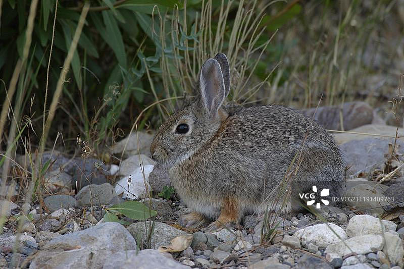 美国怀俄明州的沙漠棉尾兔图片素材