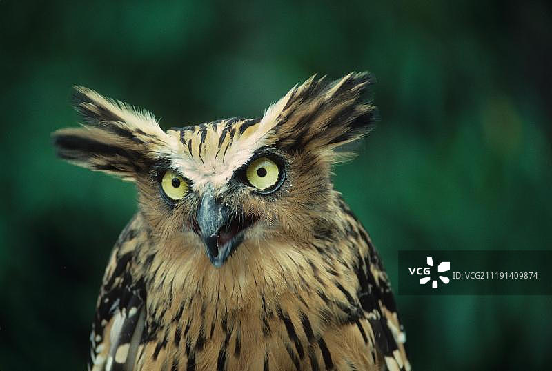 马来西亚渔鸮（Ketupa ketupa）肖像图片素材