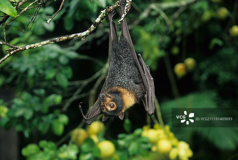 澳大利亚的眼镜狐蝠（Pteropus conspicillatus）图片素材