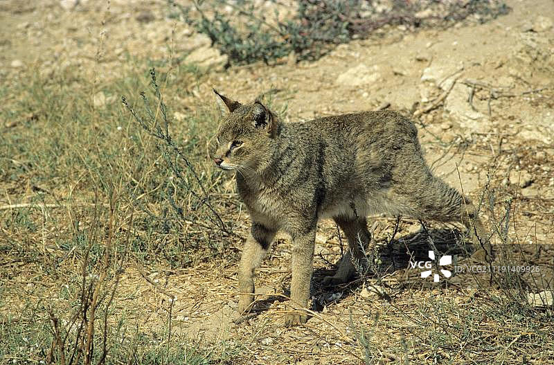以色列丛林猫，穿过干旱土地图片素材