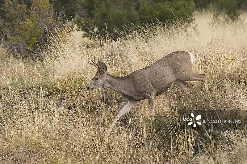 骡鹿（Odocoileus hemionus），一岁雄鹿，美国科罗拉多州图片素材