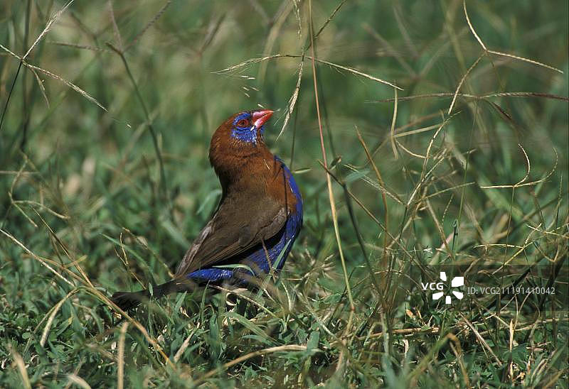 紫 Grenadier 鸟（Uraeginthus ianthinogaster），在非洲肯尼亚吃草籽图片素材