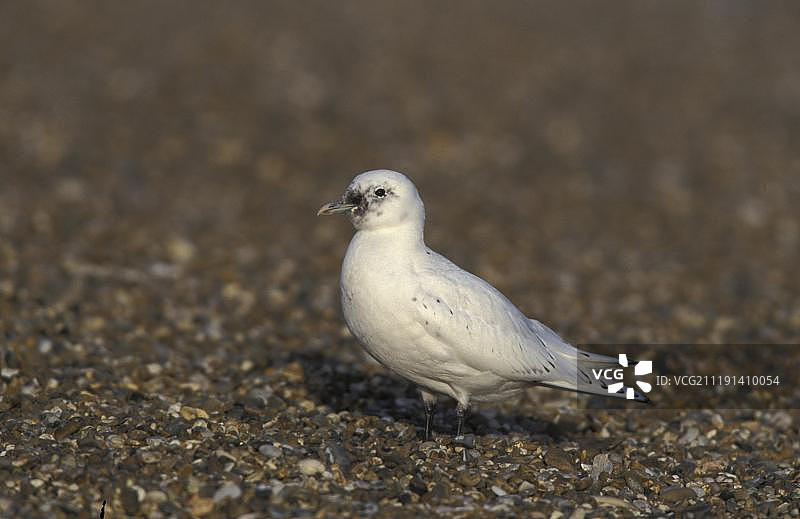 象牙鸥图片素材