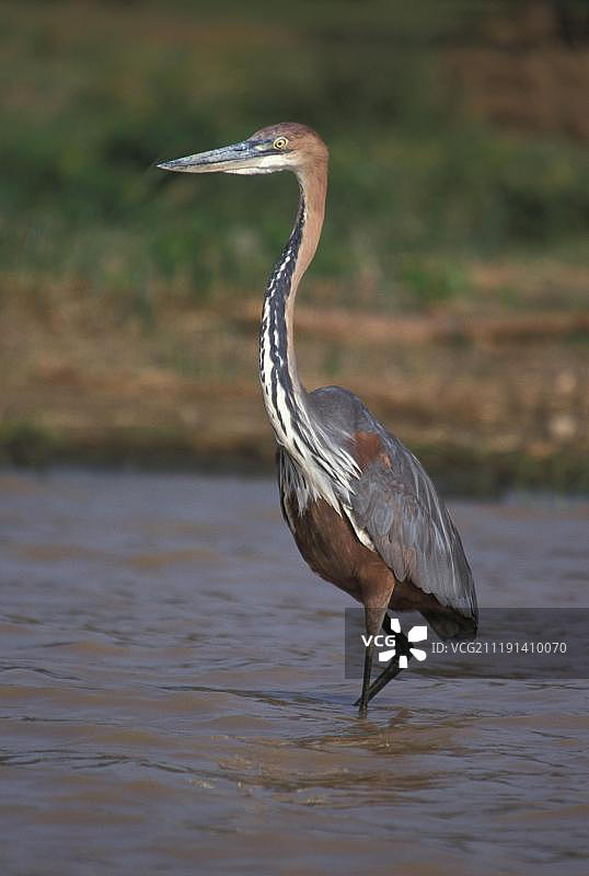 巨鹭（Ardea goliath），纳瓦沙湖，肯尼亚，非洲图片素材