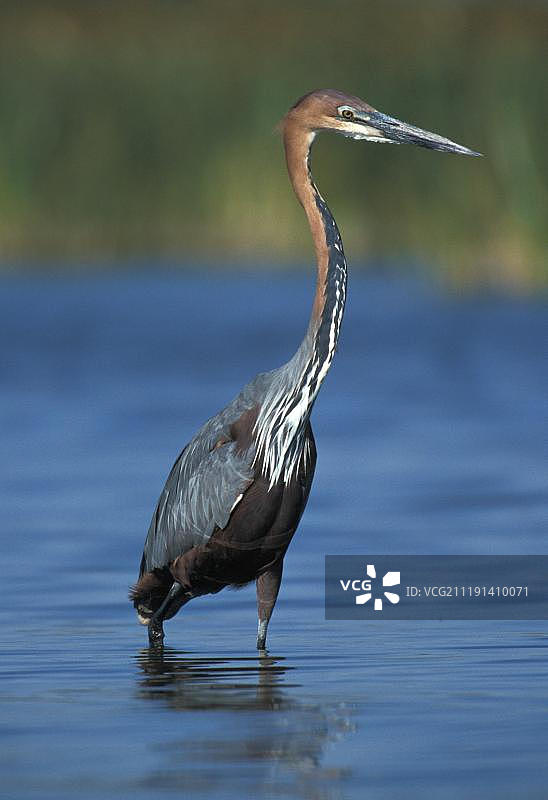 非洲肯尼亚巴林戈湖的大 Goliath 苍鹭图片素材