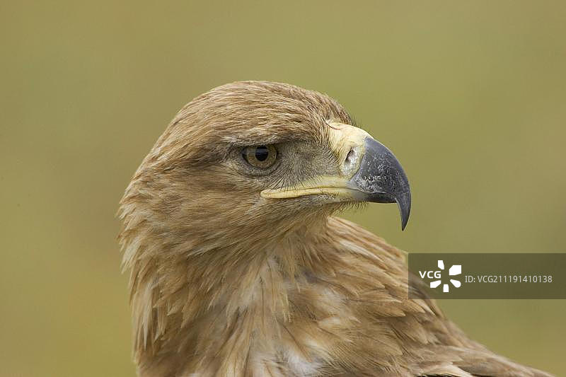 非洲茶色雕（Aquila rapax）肖像图片素材