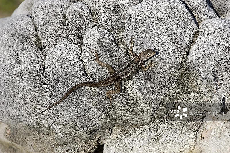 熔岩蜥蜴，太平洋加拉帕戈斯群岛伊莎贝拉岛乌尔维纳湾图片素材