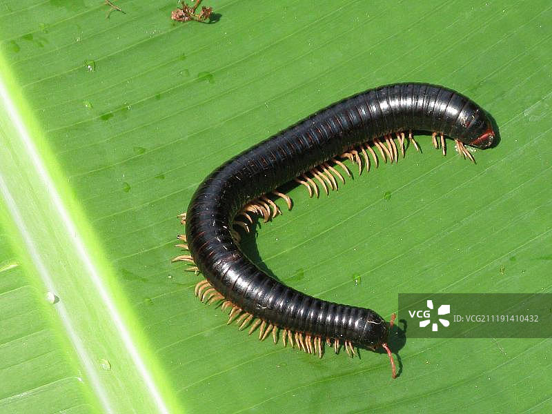 马达加斯加非洲的成年巨型马陆（Diplopoda sp.）在树叶上图片素材
