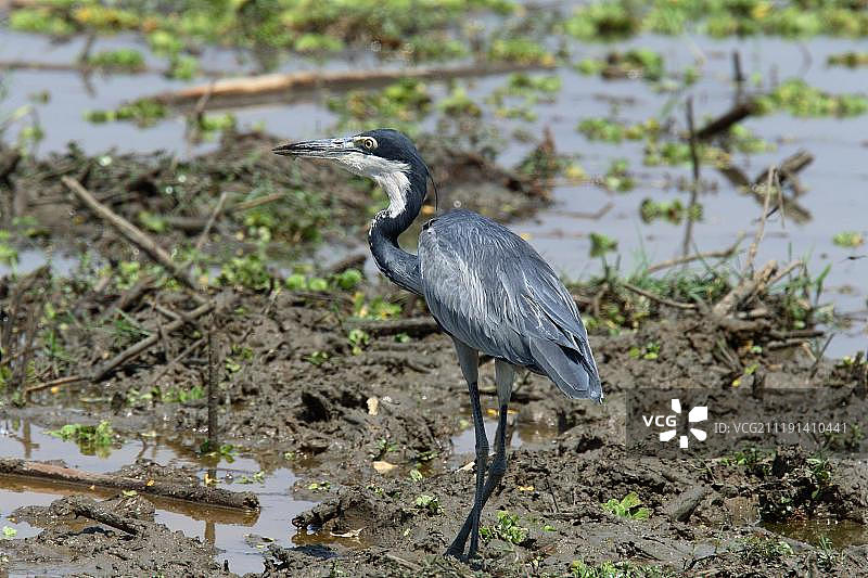 成年黑头鹭泥中站立图片素材