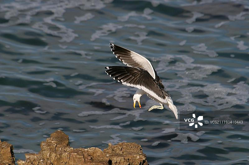 海带鸥，成鸟在飞行中降落在岩石上，南非赫曼努斯图片素材