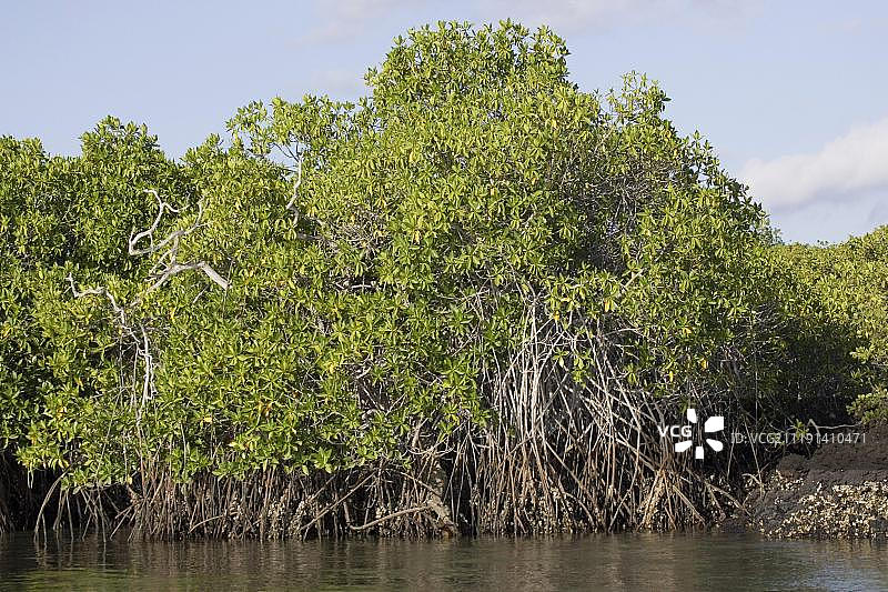 红树林，加拉帕戈斯群岛，太平洋图片素材