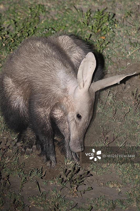 非洲土豚（Orycteropus afer），亚成年，夜间在坦桑尼亚塞伦盖蒂的恩杜图挖掘食物图片素材