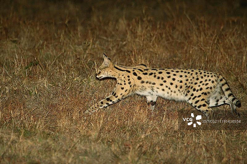 薮猫（Felis serval），成年，夜间跟踪猎物，南非萨比沙禁猎区，非洲图片素材