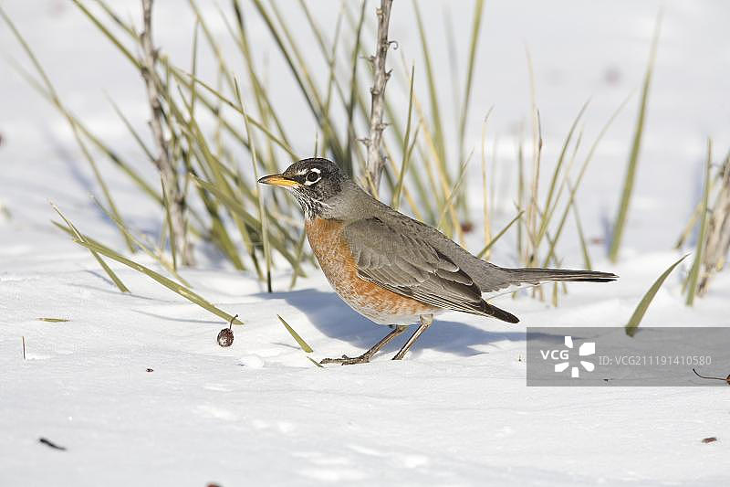 美国红 Robin 鸟在北达科他州雪地里吃海棠果图片素材