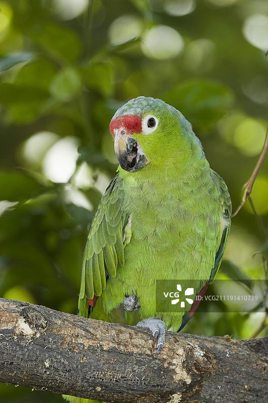 红额亚马逊鹦鹉图片素材