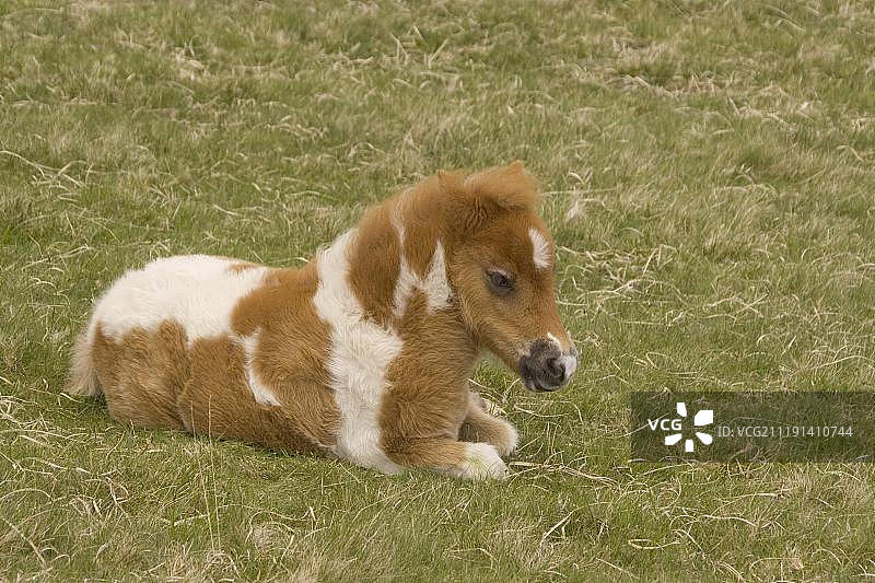 达特穆尔国家公园的达特穆尔矮种马驹（Equus ferus caballus），英国德文郡图片素材