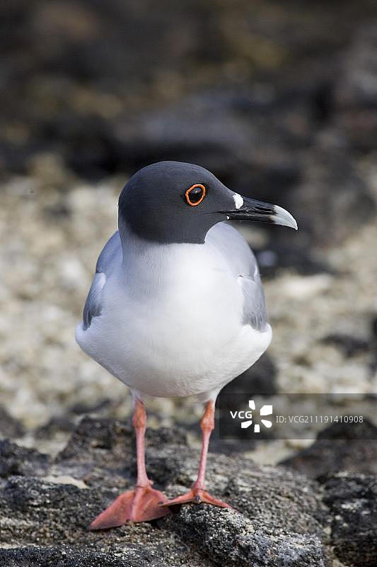 燕尾鸥（Larus furcatus），达尔文岛，加拉帕戈斯群岛，太平洋图片素材
