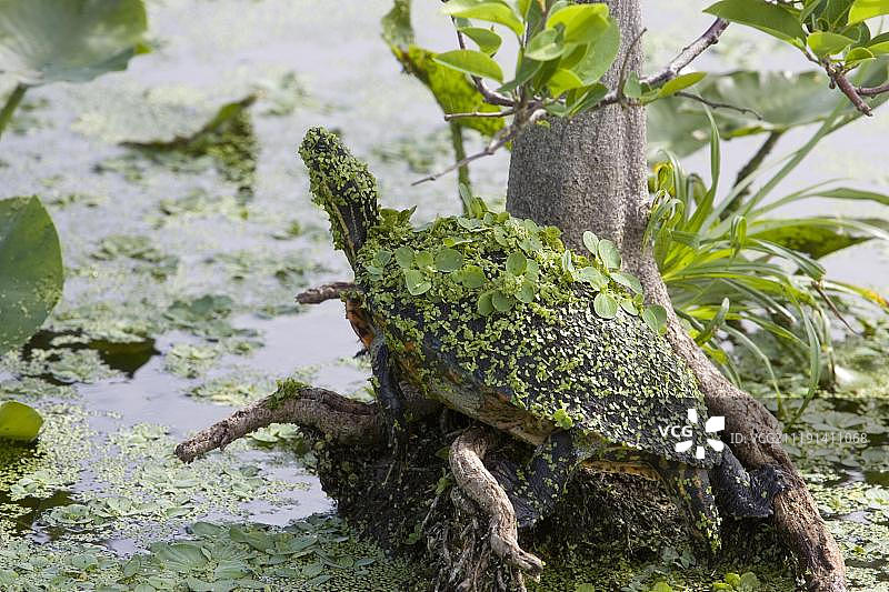 佛罗里达州红耳龟图片素材