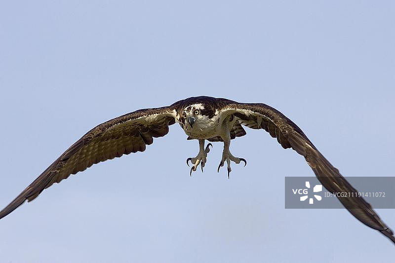 美国佛罗里达州大沼泽地飞行中的鱼鹰图片素材