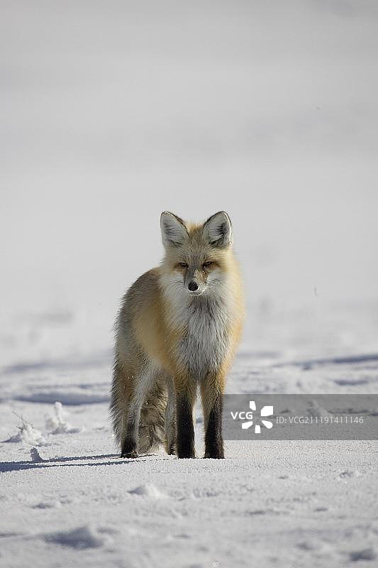 美国怀俄明州黄石国家公园雪地：红狐图片素材