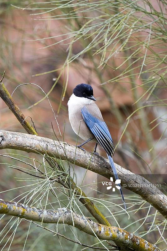 西班牙埃斯特雷马杜拉的蓝鹊图片素材