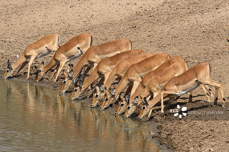 南卢安瓜国家公园中在水坑饮水的黑斑羚群（赞比亚，非洲）图片素材