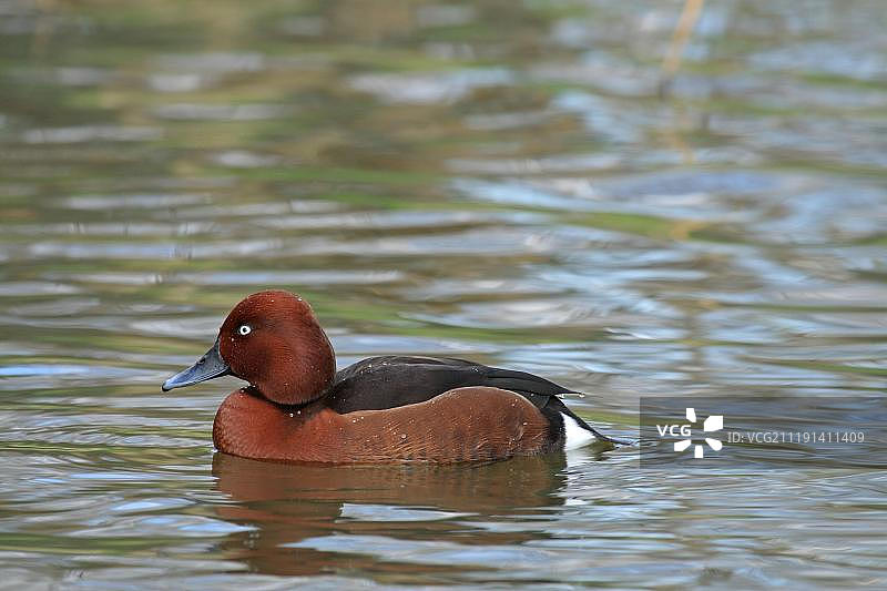 在湖中游泳的雄性白眼潜鸭图片素材