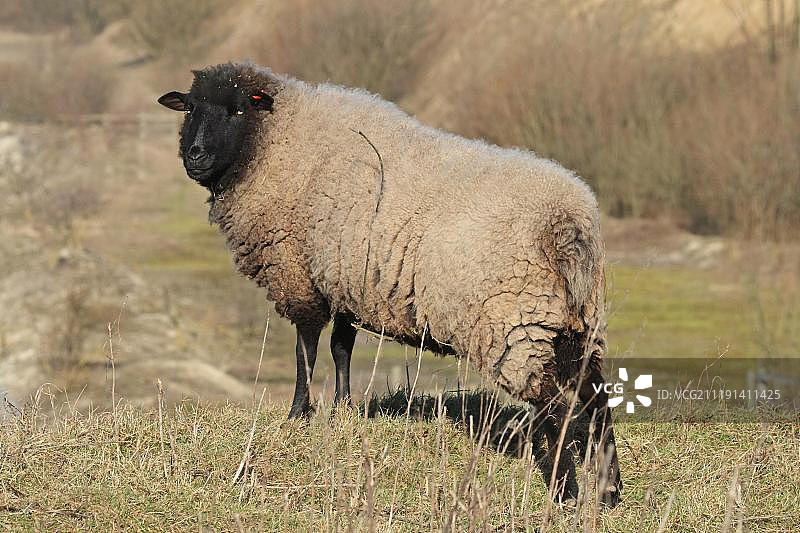 绵羊，英国，欧洲图片素材
