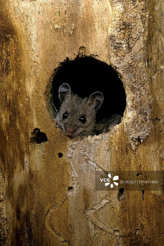 白足鼠，从洞中窥视图片素材