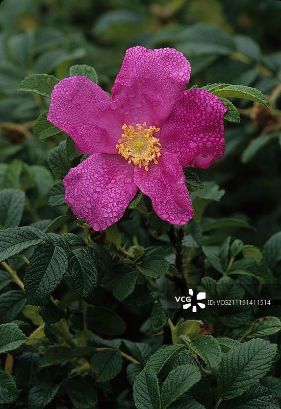 盐雾玫瑰（皱纹蔷薇），开放的花朵与露水特写，美国缅因州图片素材