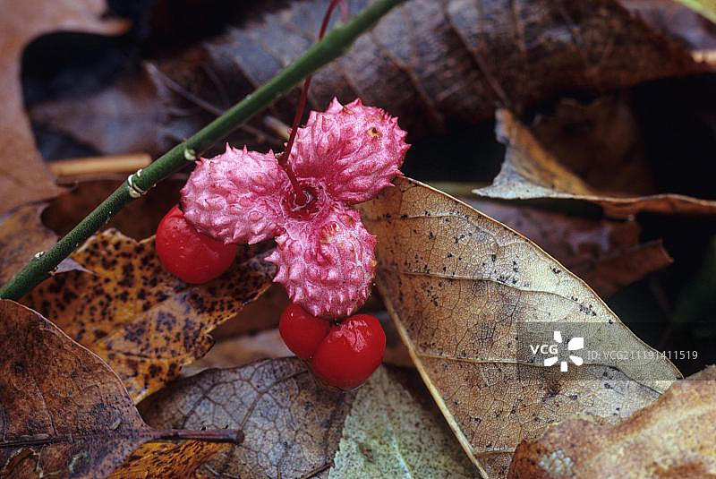 匍匐卫矛 落叶中的果实 美国密歇根州图片素材