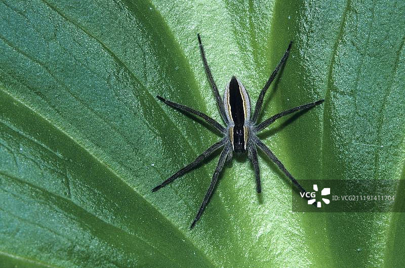 育婴蛛，绿叶上，美国密歇根州图片素材
