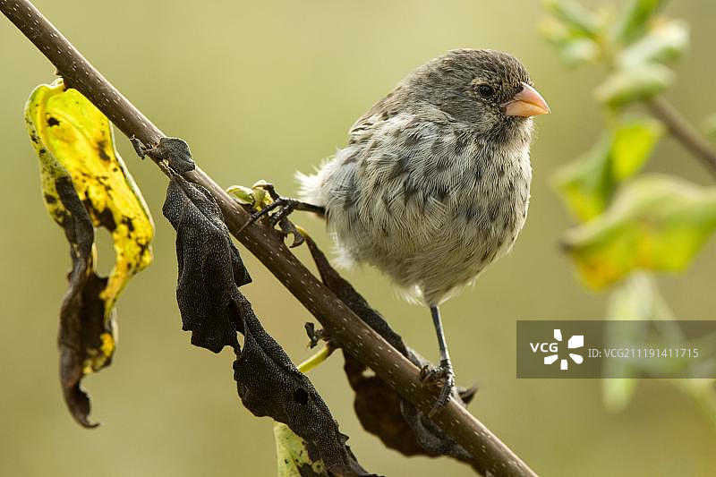 小嘴地雀，栖息在茎上图片素材