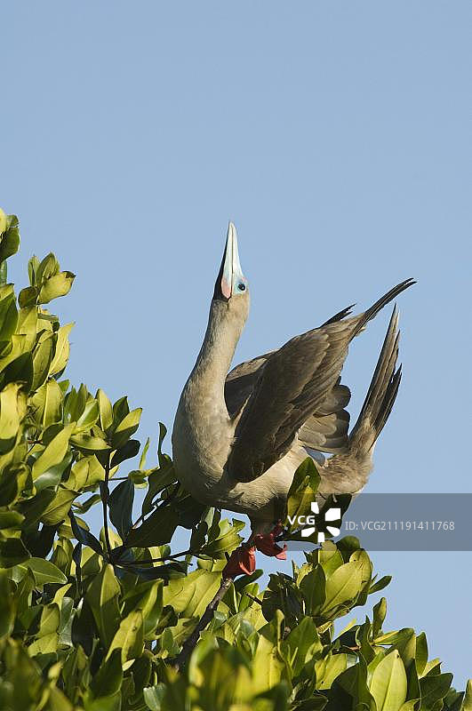 红脚鲣鸟,棕色型,成年雄性,在红树林中展示,达尔文湾,格诺韦萨岛,加拉帕戈斯群岛,南太平洋图片素材