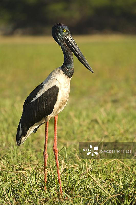 卡卡杜国家公园的成年雌性黑颈鹳图片素材