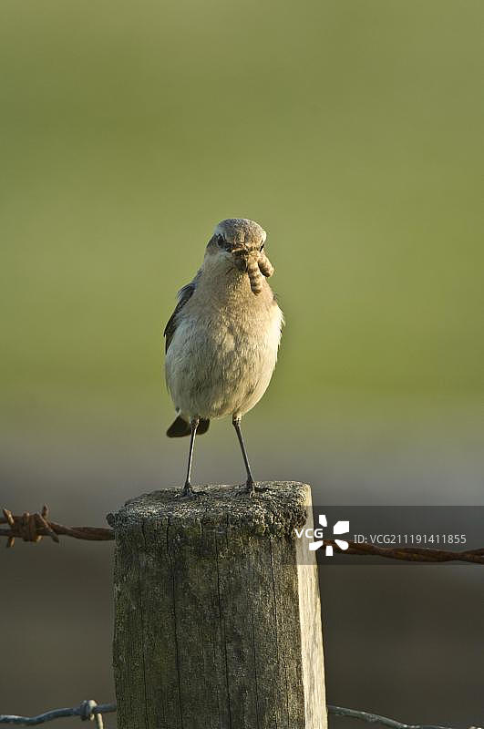 北鹟(Oenanthe oenanthe)，成年雌性，带着食物返回巢穴，栖息在柱子上，设得兰群岛，苏格兰，英国，欧洲图片素材