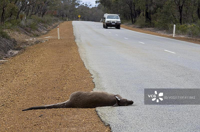 西澳斯特灵山国家公园的西部灰袋鼠（成年死亡，道路事故）图片素材