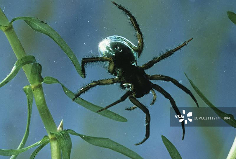 水蛛：水下气泡图片素材