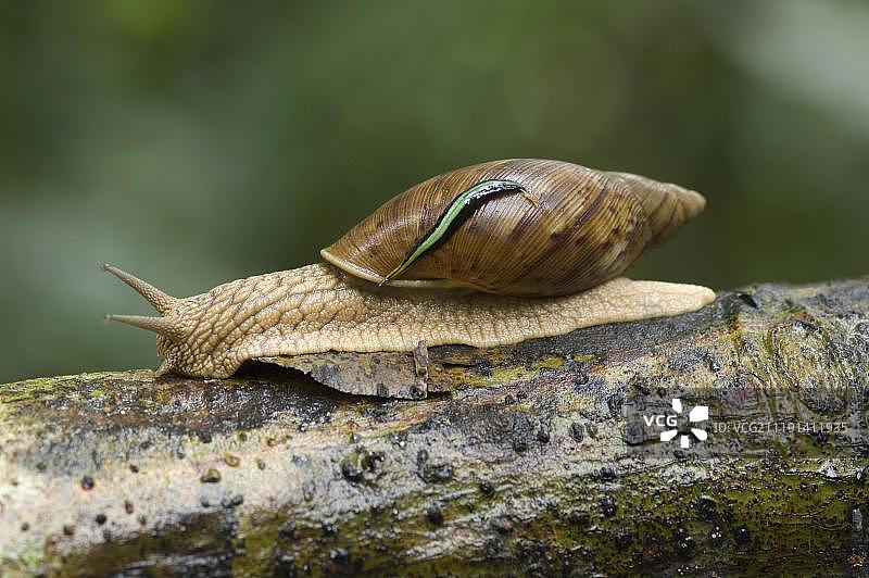 亚马逊雨林中的苹果蜗牛图片素材