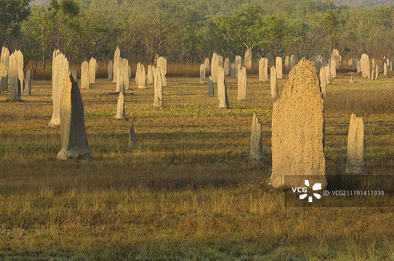 罗盘白蚁(Amitermes meridionalis, Amitermes laurensis)蚁冢,磁性白蚁丘,利奇菲尔德国家公园,澳大利亚北部地区图片素材