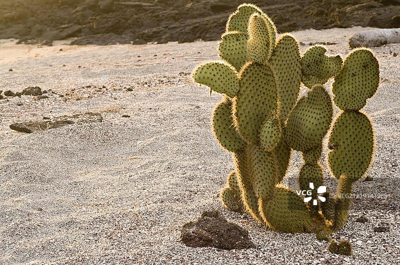 加拉帕戈斯群岛的仙人掌图片素材