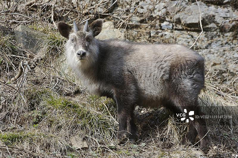 日本鬣羚，成年，站在山坡上图片素材