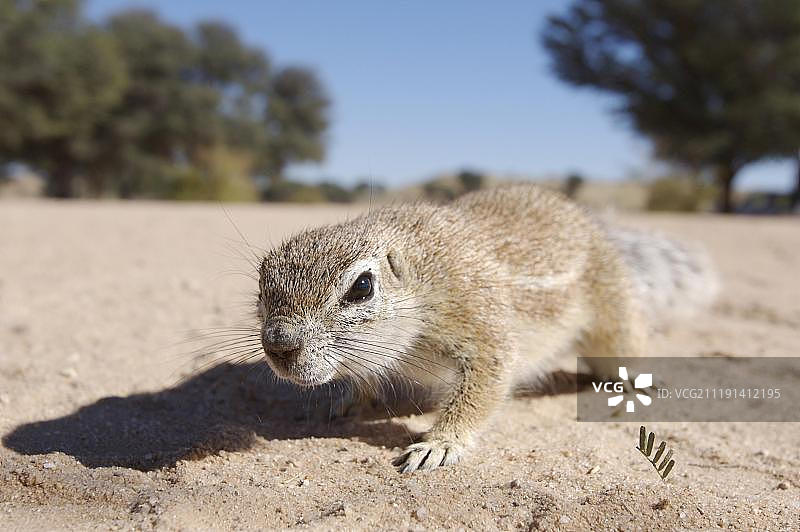 成年开普敦地松鼠，好奇地站在沙地上，卡拉哈里沙漠，南非，非洲图片素材
