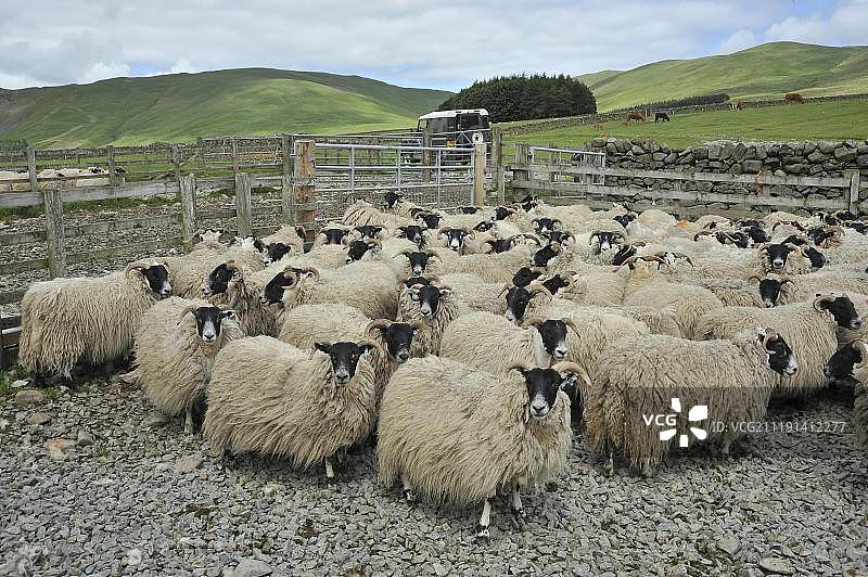 苏格兰黑脸母羊群图片素材