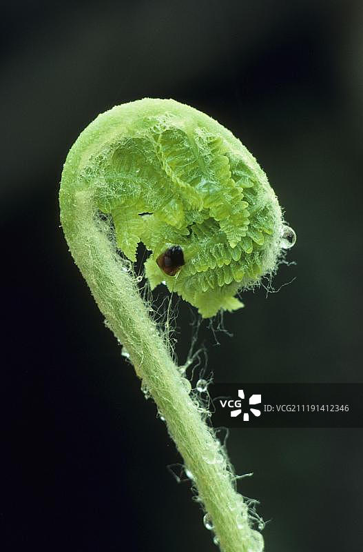 肉桂蕨，展开的嫩叶图片素材