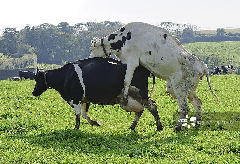 荷斯坦-弗里西亚乳牛发情期行为图片素材