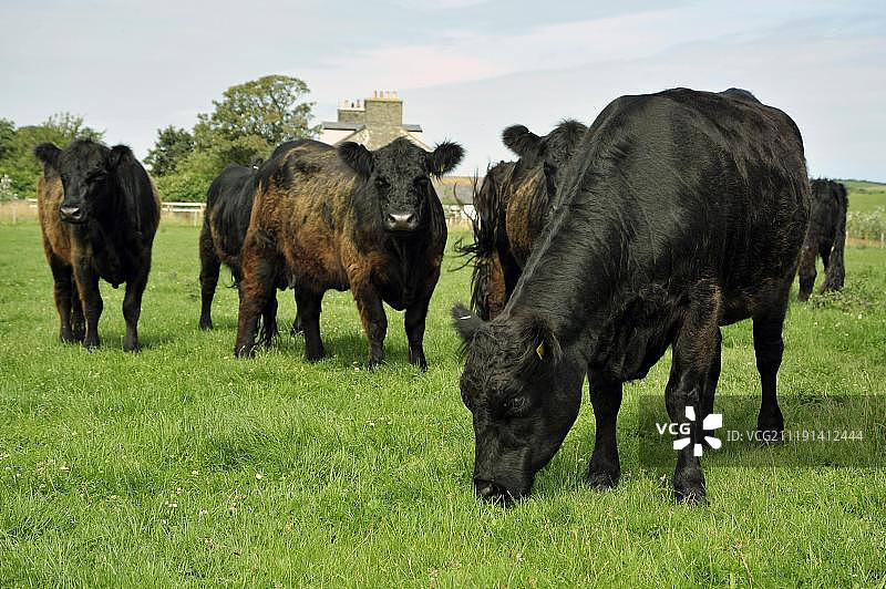 在马恩岛牧场上吃草的 Galloway 肉牛群图片素材