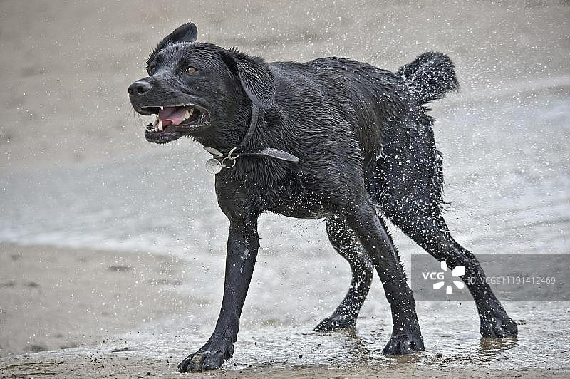 家犬（灰狼家犬）, 成年黑色拉布拉多寻回犬甩掉身上的海水, 英格兰, 英国, 欧洲图片素材