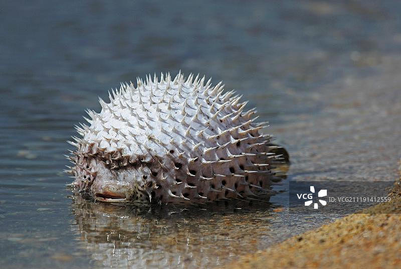 河豚科鱼类，成年死亡，膨胀后倒置于浅水池中，地点：冈比亚科洛利海滩，非洲图片素材